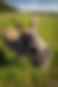 Esel