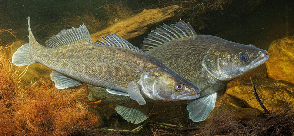 Zwei Fische nebeneinander im Wasser