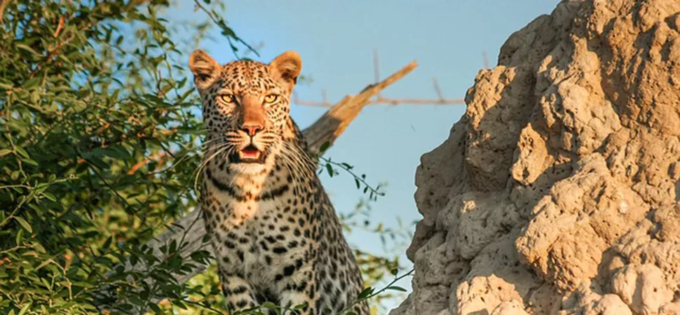 Safari in Botswana