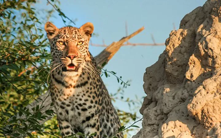 Safari in Botswana